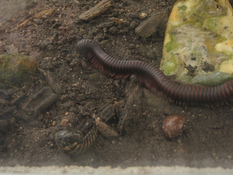 A millipede and what looks like a sow bug