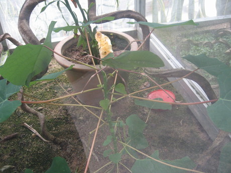 A large leaf insect