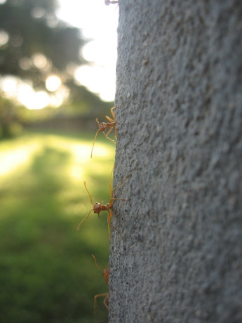 Red ants in the men's dorm, being aggressive because I am standing so close to their wall
