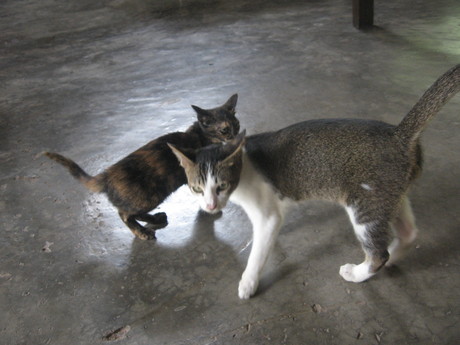 Some of the monastery cats