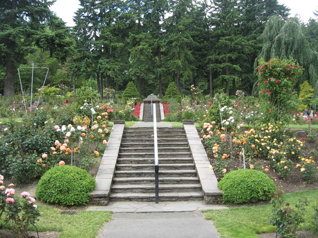The rose garden in Washington Park.