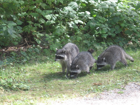 Raccoons in Stanly Park.