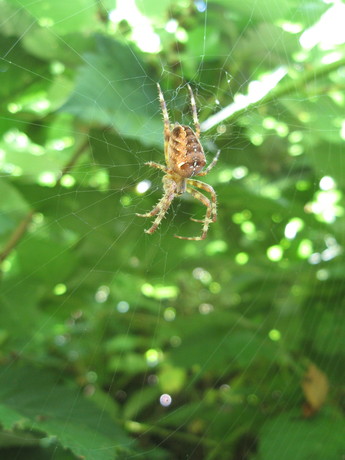A spider on Burnaby Mountain.