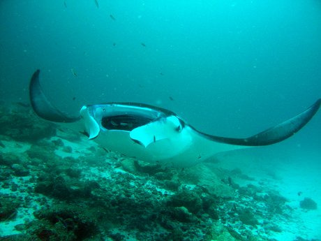 Manta