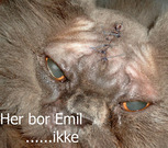 vogterkatten emma