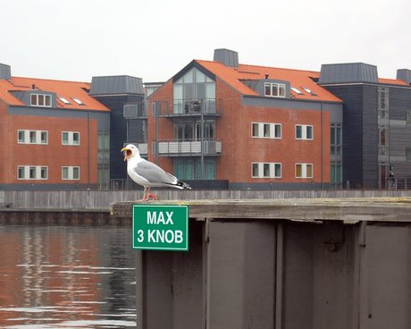 En måge holder vagt i havnebassinet.