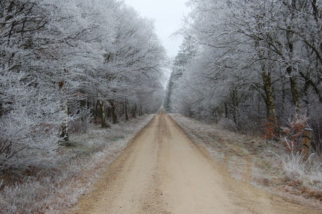 En skovvej ved vintertid En skovvej ved vintertid