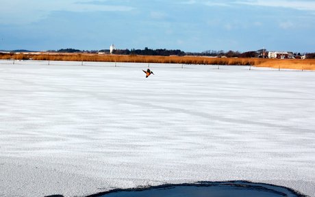 En isfugl over en våge i isen i Ringkøbing Fjord.