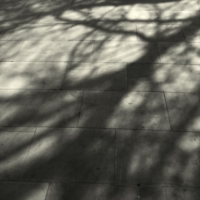 23: pavement shadow tree - helen birch
